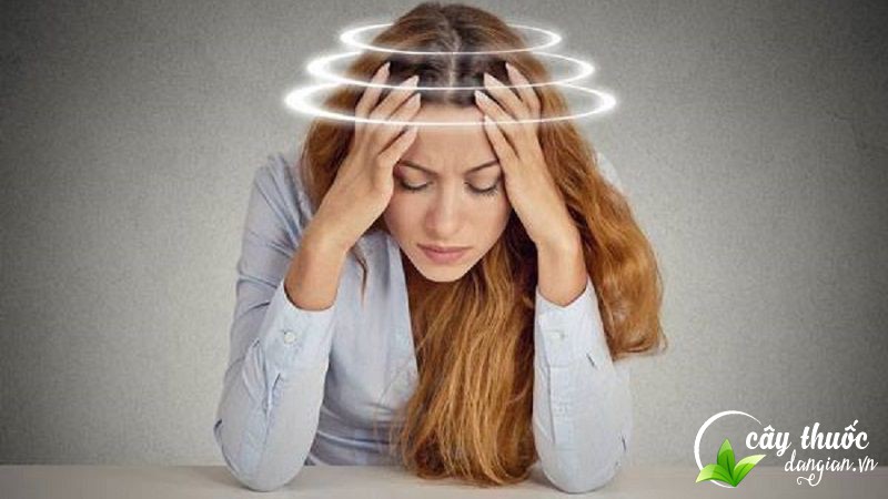 Trà hoa cúc vàng sấy khô có nhiều tác dụng hữu ích trong cuộc sống