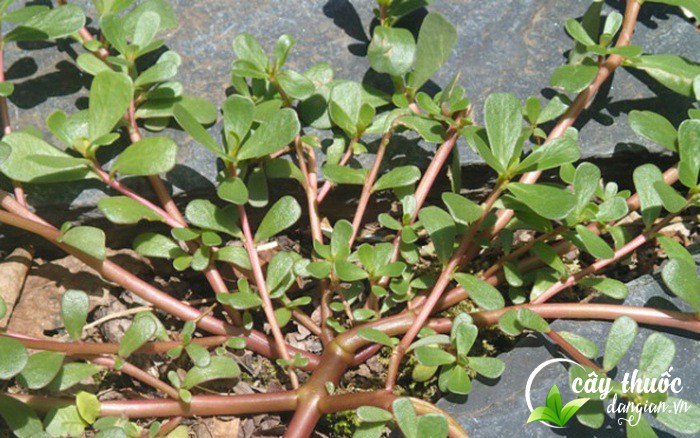 Hình ảnh cây rau sam