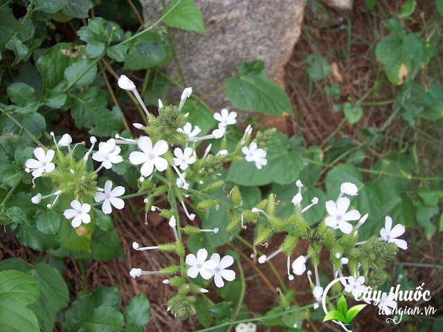 tac-dung-cua-bach-hoa-xa