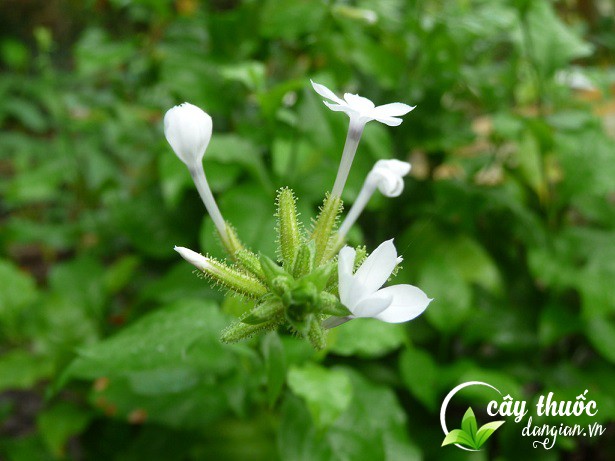 tac-hai-khi-dung-bach-hoa-xa-chat-luong-kem