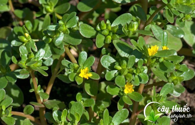 Các chất dinh dưỡng trong cây rau sam