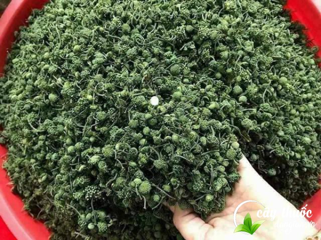 mua-nu-hoa-tam-that-o-dau