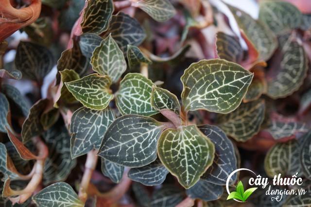 Cây Thuốc Dân Gian - Địa chỉ bán lan kim tuyến uy tín