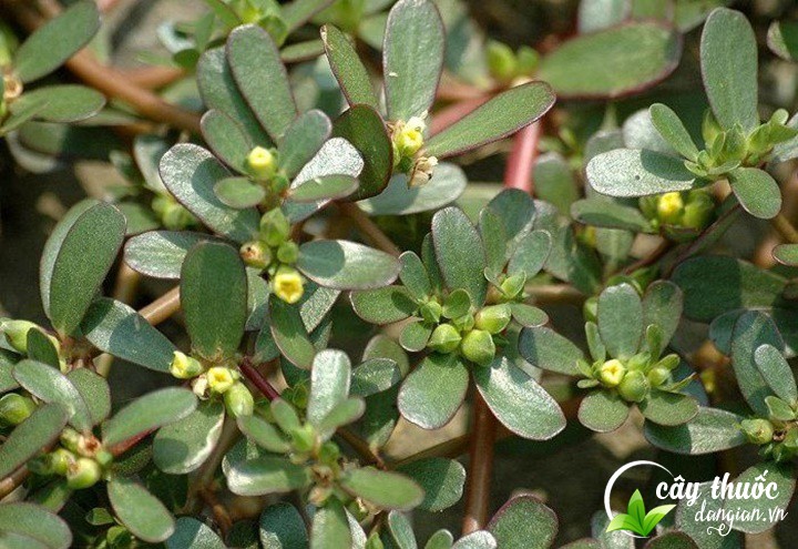 Cây rau sam tốt cho hệ tim mạch