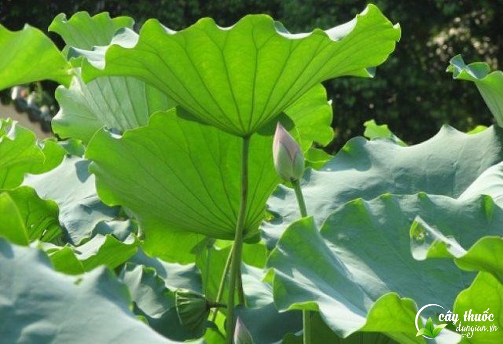 luu-y-truoc-khi-mua-la-sen