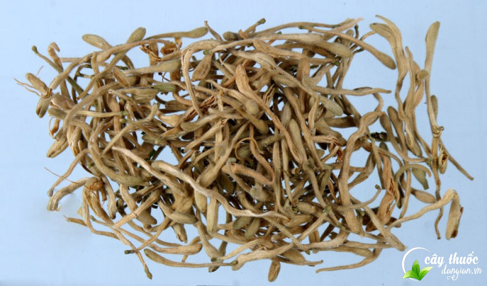 hoa-kim-ngan-gia-bao-nhieu-tien