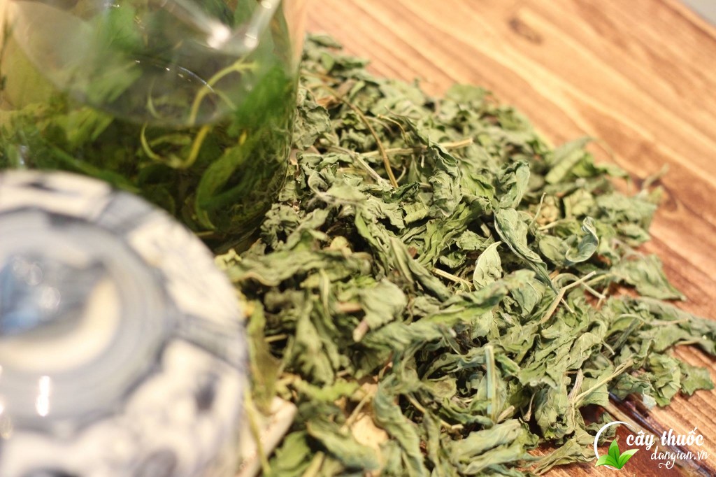 Bạc hà dược liệu