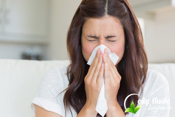 hoa-kim-ngan-giup-ho-tro-dieu-tri-cam-cum