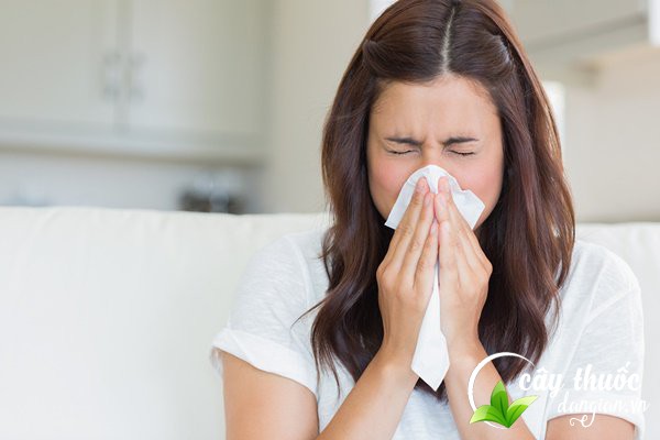 cam-thao-ho-tro-dieu-tri-benh-ve-duong-ho-hap