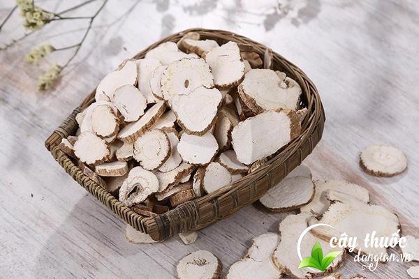 Mua bạch chỉ tại Cây Thuốc Dân Gian an toàn, chất lượng