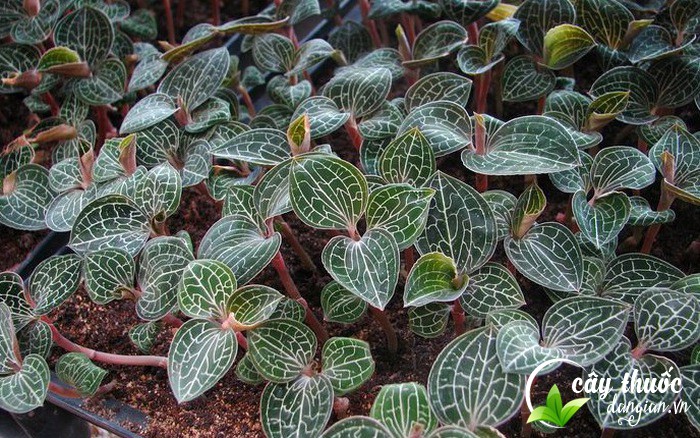 Cây lan kim tuyến