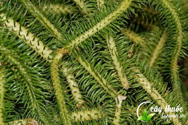 mot-so-thong-tin-ve-cay-thong-dat