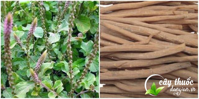 Các tác dụng của ngưu tất