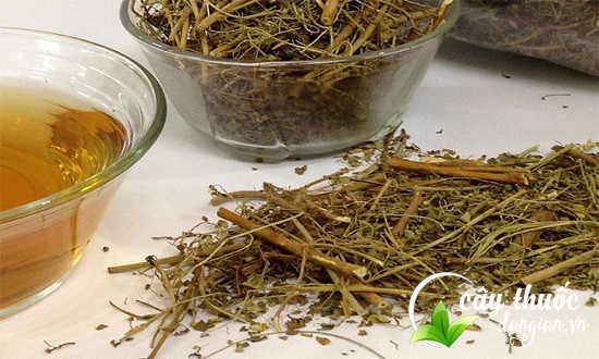 Vị thuốc chó đẻ khô