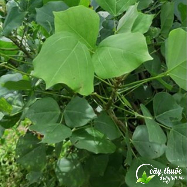 Bài thuốc chữa mất ngủ từ lá vông