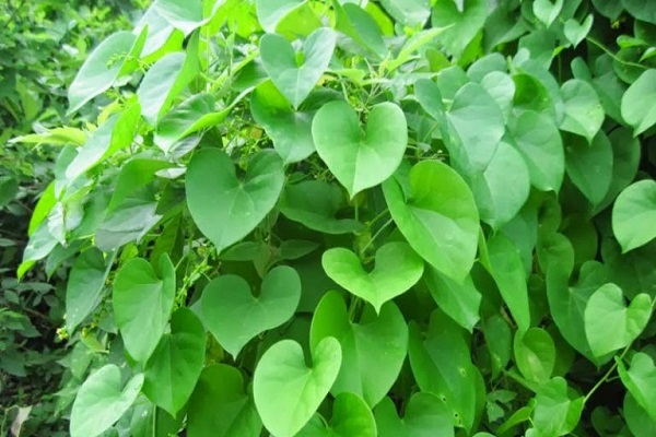 Dây đau xương hay còn gọi là khoan cân đằng, tục cốt đằng, cây đau xương,... là một loại cây dược liệu.