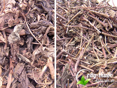 Nên mua hoắc hương ở đâu?