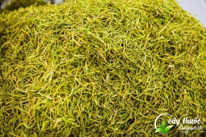 hoa-kim-ngan-cai-thien-chung-di-ngoai-ra-phan-long