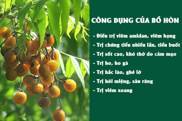 Một số công dụng mà bồ hòn mang lại.