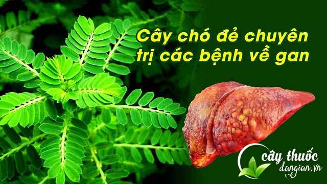 Cây cho đẻ chữa các bệnh lý về gan
