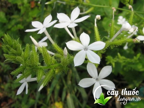 bach-hoa-xa-bao-nhieu-tien-1kg