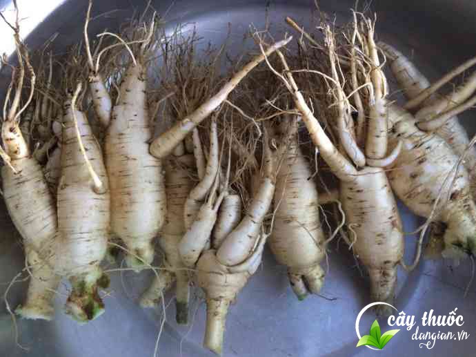 Tác dụng của sâm bố chính