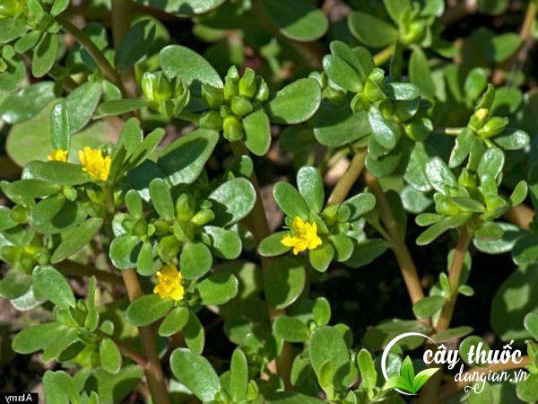 Mua cây rau sam ở đâu?