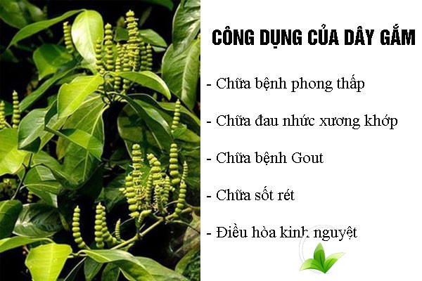Một số công dụng chữa bệnh của dây gắm