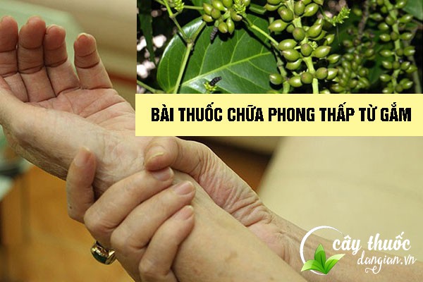 Bài thuốc dây gắm chữa bệnh phong thấp, đau nhức xương khớp