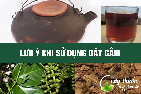 Lưu ý sử dụng bài thuốc dây gắm đúng liều lượng để tăng hiệu quả