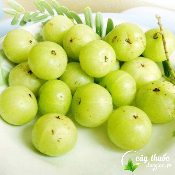 Tác dụng chữa bệnh của quả me rừng