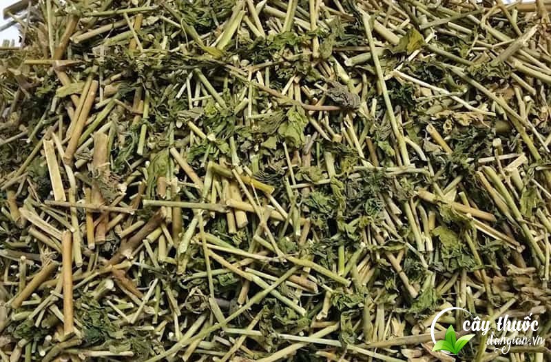 cay-xuong-khi-gia-bao-nhieu