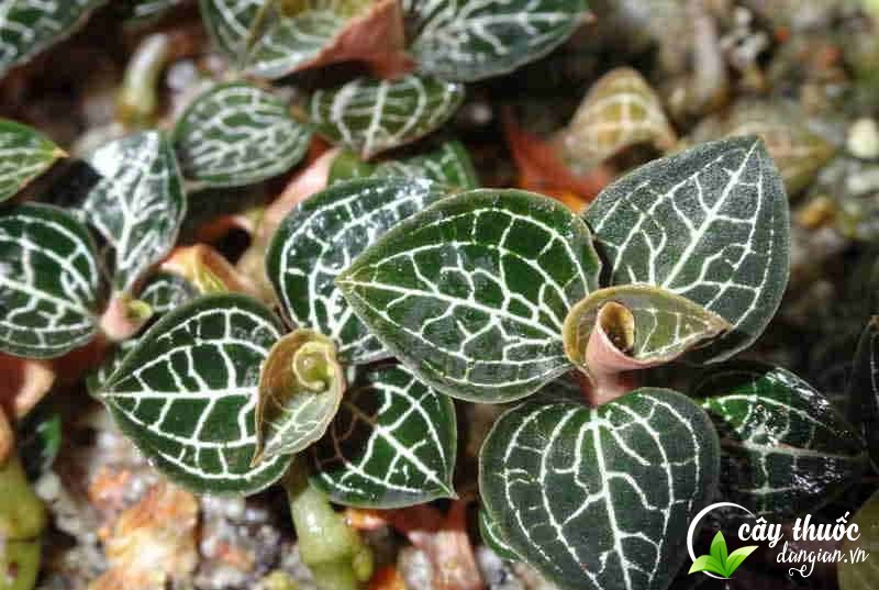 Tất cả các bộ phận của cây đều dùng làm thuốc