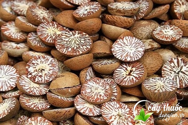 Hạt cau là hạt từ quả cau được sử dụng nhiều trong Đông Y để làm một số bài thuốc chữa bệnh