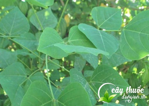 Bài thuốc chữa sa dạ con từ lá vông