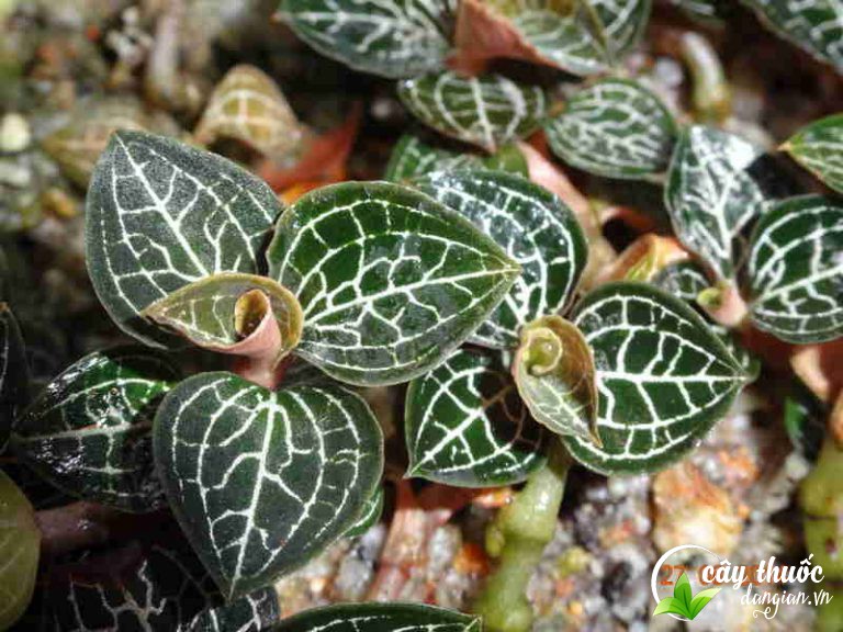 Cách ngâm rượu lan kim tuyến