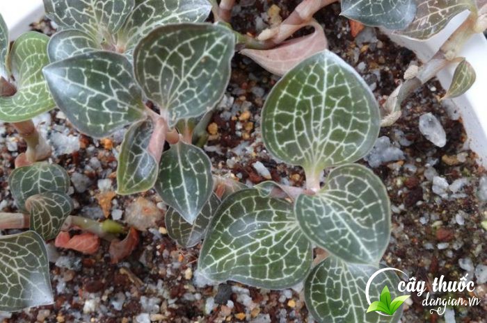 Bài thuốc trị mất ngủ từ lan kim tuyến