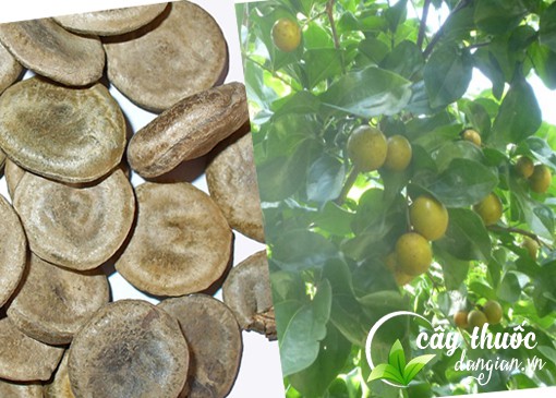 Mua hạt mã tiền tại Cây Thuốc Dân Gian an toàn, chất lượng