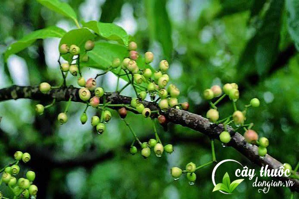 Nụ vối còn có tên gọi khác là hạt vối, cây trâm nắp,... được biết đến là một dược liệu tốt