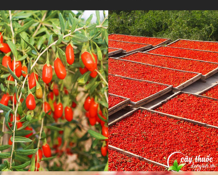 tac-dung-cua-cau-ky-tu