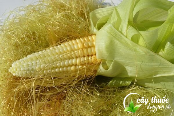 Râu ngô còn được gọi là râu bắp, râu lúa ngô,... vừa là một thực phẩm lại vừa được sử dụng làm bài thuốc chữa bệnh