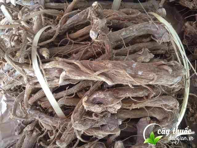 Sâm bố chính chữa thận khí kém