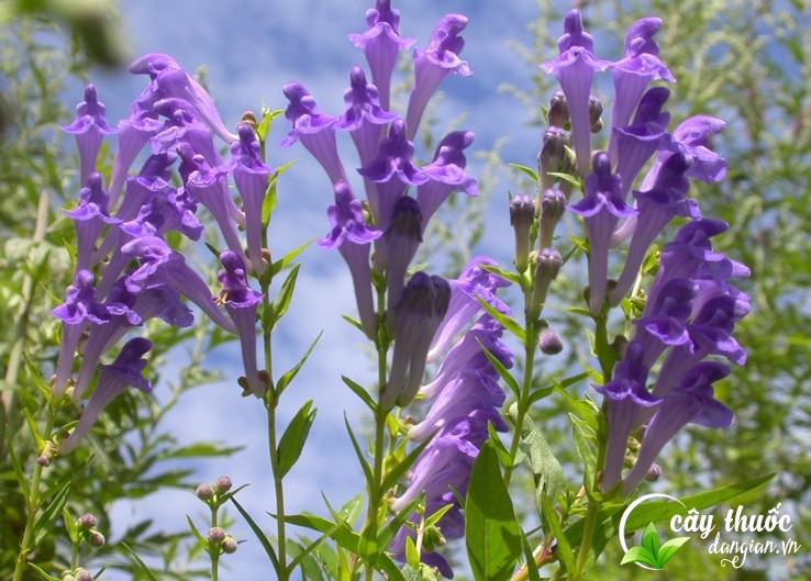 mua-ban-chi-lien-o-dau