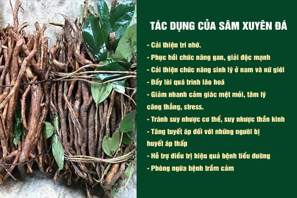 Sâm xuyên đá mang lại nhiều tác dụng tốt cho sức khỏe của con người.