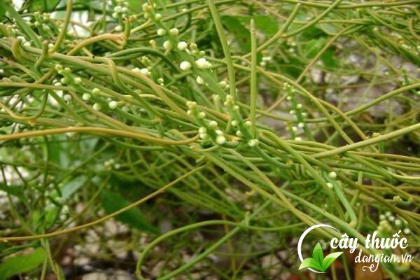 Tơ hồng xanh còn có tên gọi khác là tơ xanh, phi thiên đằng,... được sử dụng nhiều trong các bài thuốc chữa bệnh