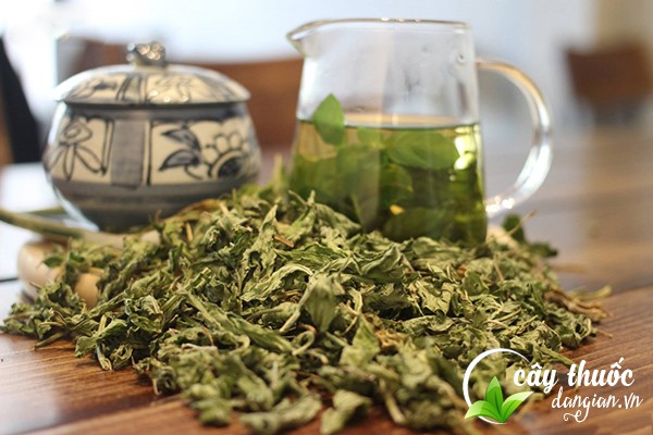 Mua bạc hà khô ở đâu?