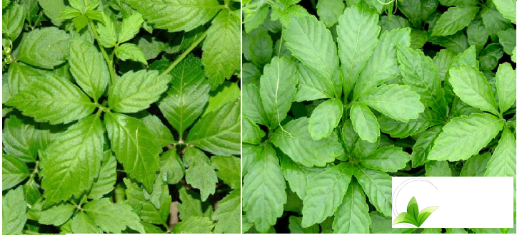 giao-co-lam-5-la-hay-7-la-tot-hon