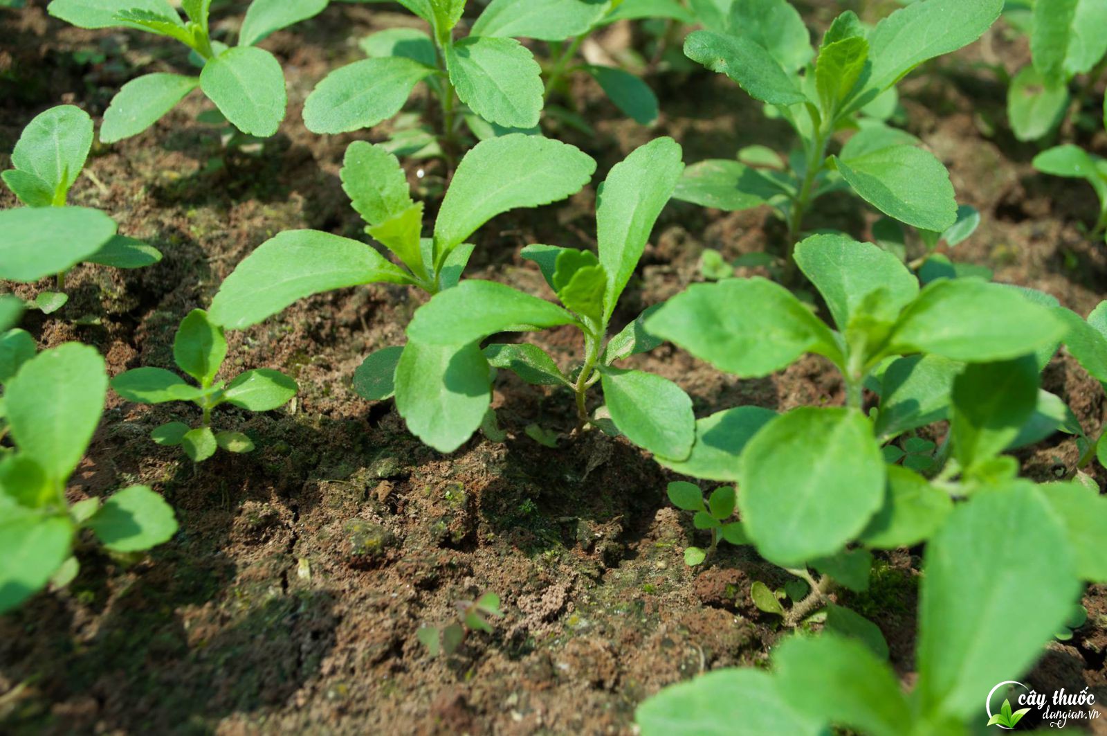 ky-thuat-uom-hat-giong-co-ngot