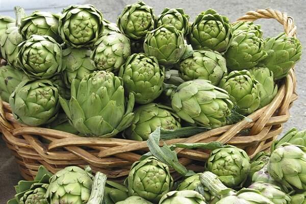 Atiso là một loại dược liệu quý được Đông y sử dụng nhiều trong các bài thuốc chữa bệnh.