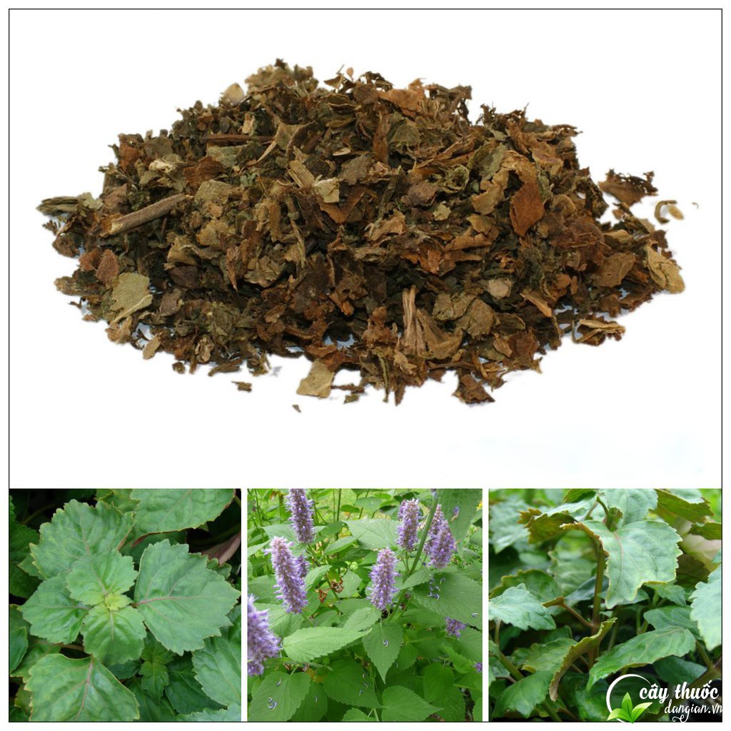 Bài thuốc chữa bệnh từ hoắc hương